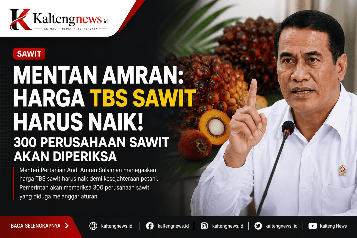 Mentan Amran Tegaskan Harga TBS Sawit Harus Naik, 300 Perusahaan Bakal Diperiksa