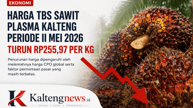 Harga TBS Sawit Plasma Kalteng Periode II Mei 2026 Turun Rp255,97 per Kilogram