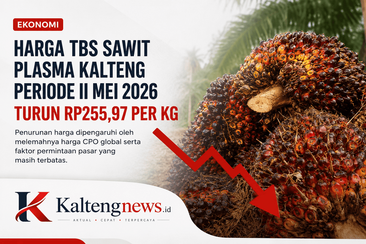 Harga TBS Sawit Plasma Kalteng Periode II Mei 2026 Turun Rp255,97 per Kilogram