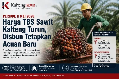 Harga TBS Sawit Mitra Plasma dan Swadaya Kalteng Periode II Mei 2026 Turun, Disbun Tetapkan Acuan Baru