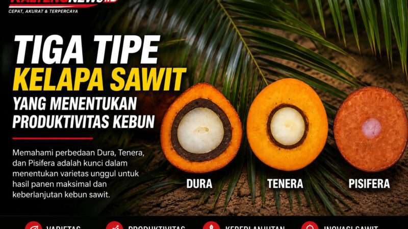 Mengenal Tiga Tipe Kelapa Sawit, Penentu Produktivitas dan Rendemen Minyak Kebun