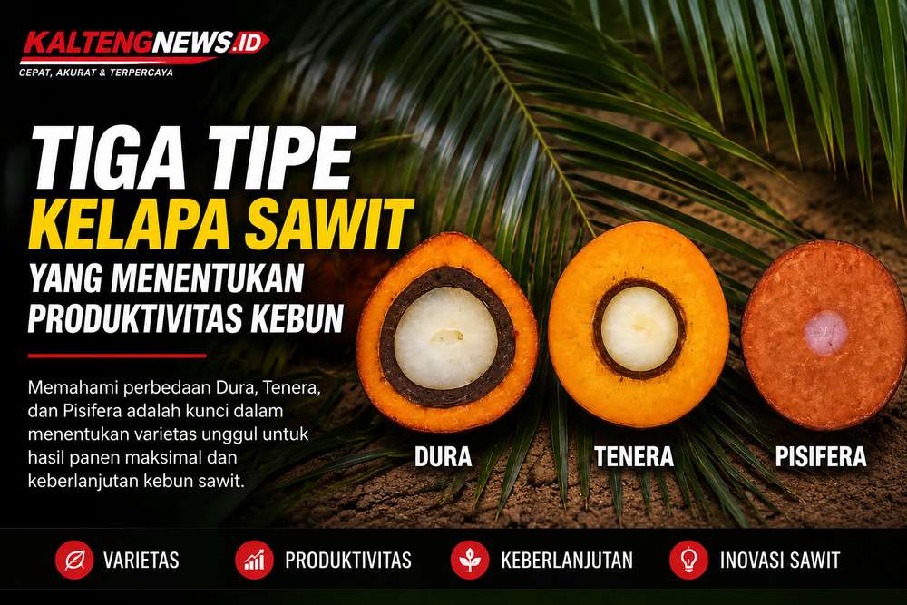 Mengenal Tiga Tipe Kelapa Sawit, Penentu Produktivitas dan Rendemen Minyak Kebun
