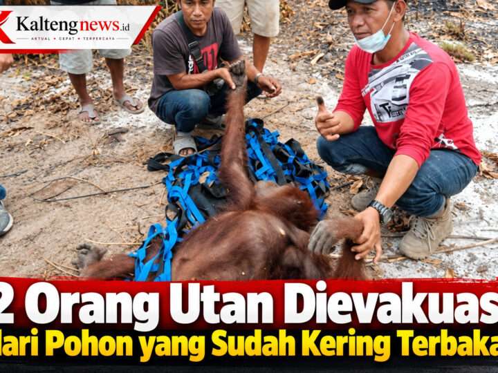 Dua Orang Utan Diselamatkan dari Pohon Kering Bekas Karhutla