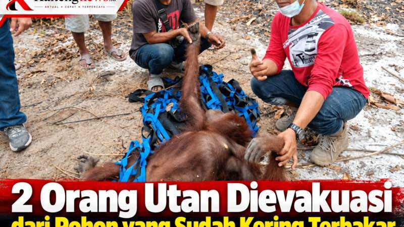 Dua Orang Utan Diselamatkan dari Pohon Kering Bekas Karhutla