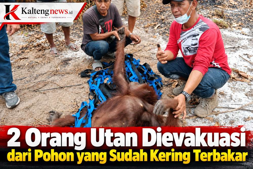 Dua Orang Utan Diselamatkan dari Pohon Kering Bekas Karhutla