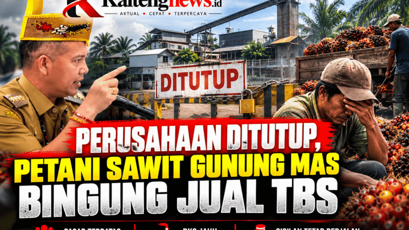 Kebijakan Penutupan Perusahaan di Gunung Mas Bikin Petani Sawit Bingung Jual TBS