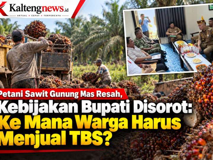 Petani Sawit Gunung Mas Resah, Kebijakan Bupati Disorot: Ke Mana Warga Harus Menjual TBS?