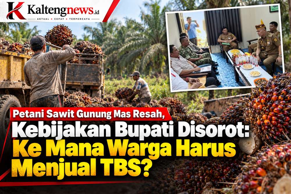 Petani Sawit Gunung Mas Resah, Kebijakan Bupati Disorot: Ke Mana Warga Harus Menjual TBS?