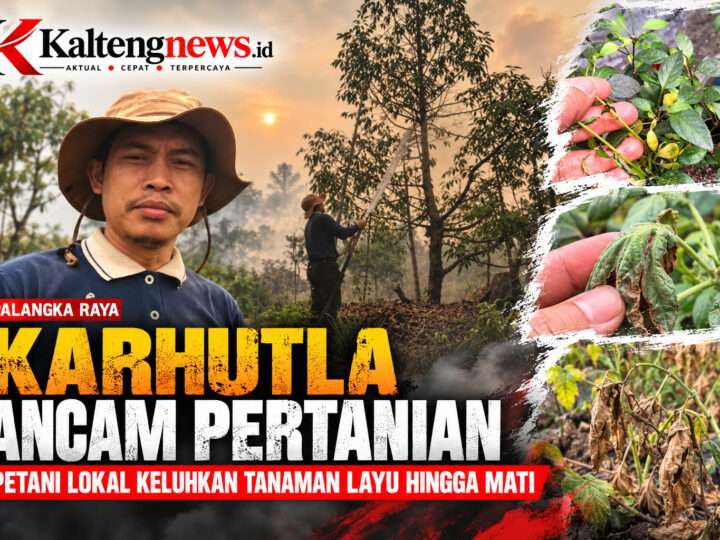 Karhutla Berdampak pada Petani Lokal, Kebon Pedia Keluhkan Tanaman Layu hingga Mati
