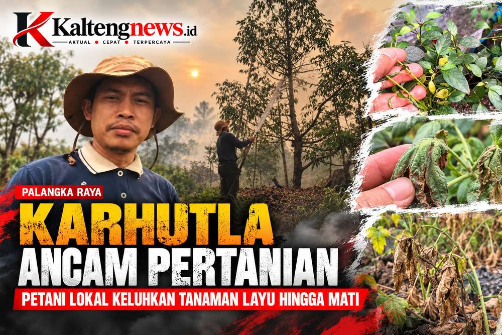 Karhutla Berdampak pada Petani Lokal, Kebon Pedia Keluhkan Tanaman Layu hingga Mati